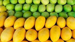 «الخضر والفاكهة»: توفير كم هائل من المانجو بأسعار في متناول الجميع