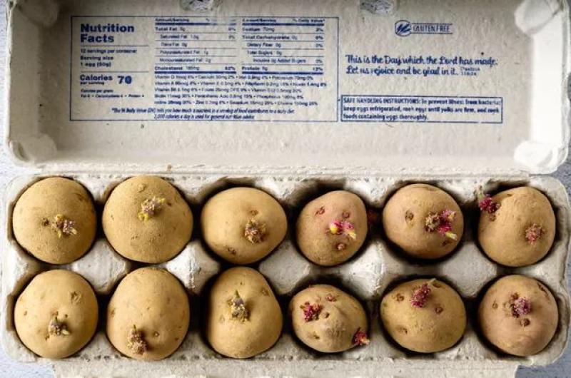 مطلوب فتح منافذ أمريكية لاستيراد البطاطس تنافس منافذ الاتحاد الأوروبي