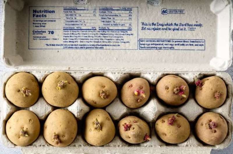 تقاوي البطاطس .. الأباطرة يعوِّقون الاستيراد من أمريكا