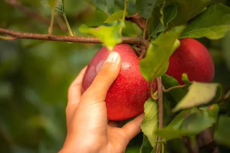 ارتفاع أسهم التفاح الأوروبية في يونيو بنسبة 7٪ مقارنة بعام 2023