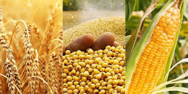 زيادة مساحة زراعة الذرة.. وتراجع القمح وفول الصويا في أمريكا