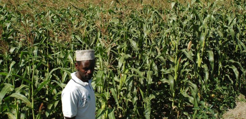 تنزانيا تطلق مبادرة رائدة لتعزيز صادراتها البستانية إلى المملكة المتحدة