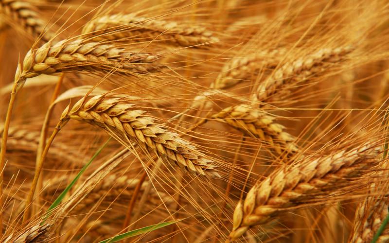 مصر تقترب من تحقيق خطتها الطموحة لشراء القمح