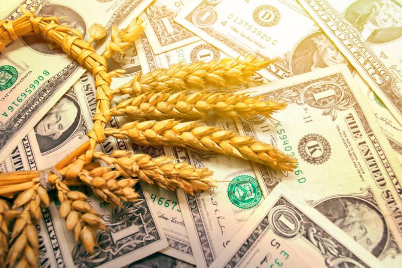 محصول القمح الروسي يضغط على الأسعار العالمية.. تفاصيل