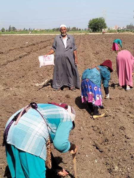 «زراعة الدقهلية»: حملات لمتابعة زراعات الذرة الشامية ومزارع الدواجن