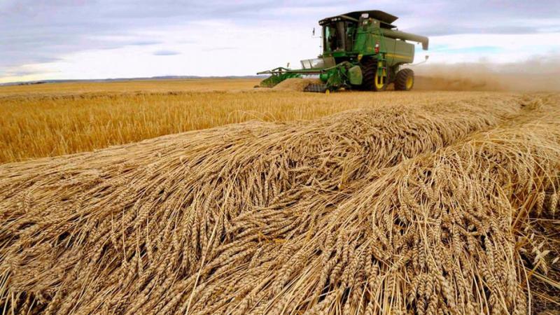 توقعات بانخفاض إنتاج صربيا من القمح في 2024 بنسبة 16%