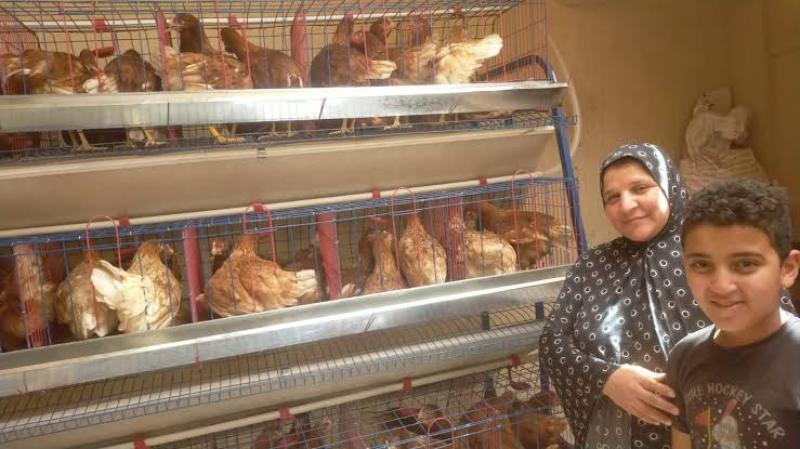 «الزراعة»: دعم مزارعي التجمعات فى سيناء بمشروعات تربية الدجاج البياض