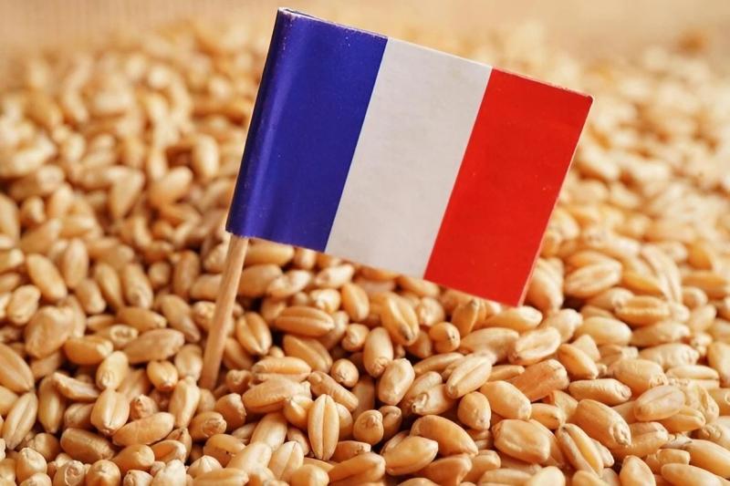تراجع إنتاج القمح اللين الفرنسي بنسبة 11% عن متوسط 10 سنوات