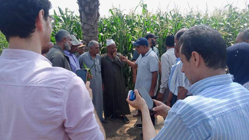فرق إرشادية لمتابعة محصول الذرة الشامية والأرز بالدقهلية