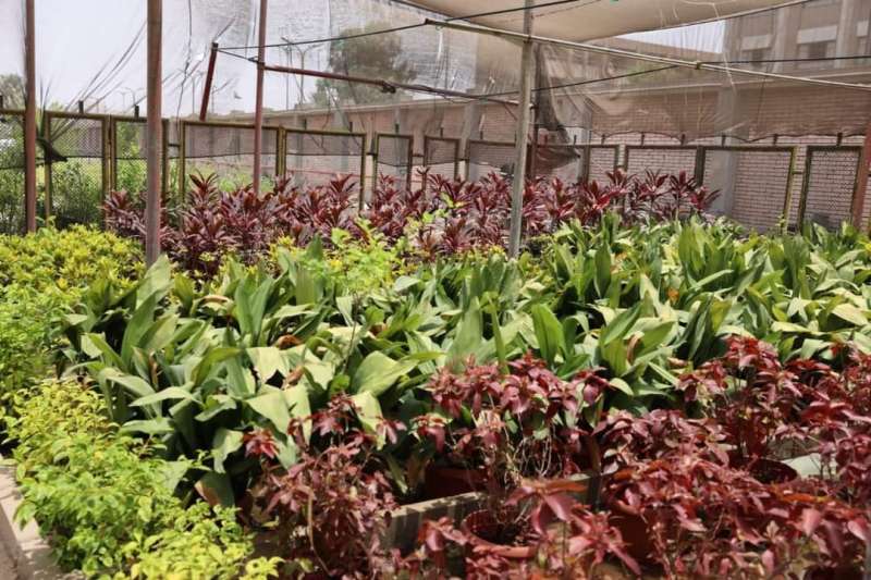 شركة مياه الشرب بالقاهرة الكبرى تتوسع في زراعة مسطحات خضراء