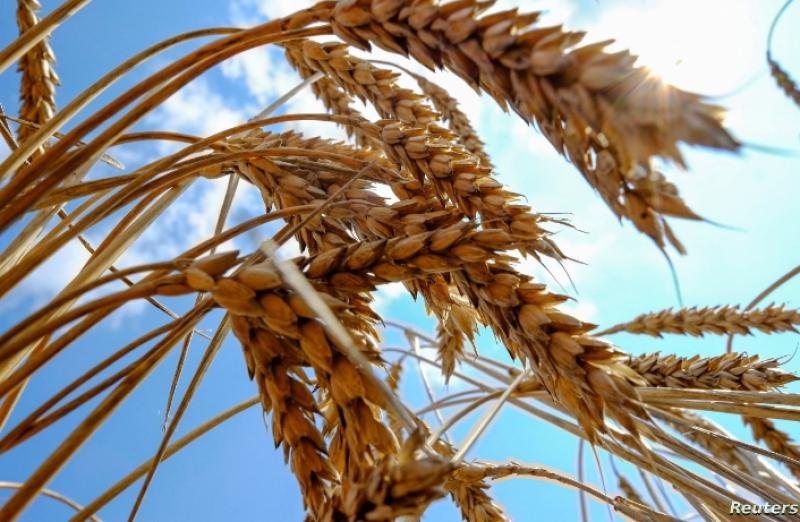 صادرات أوكرانيا من الحبوب والبذور الزيتية تصل 10.76 مليار دولار في 2023/2024
