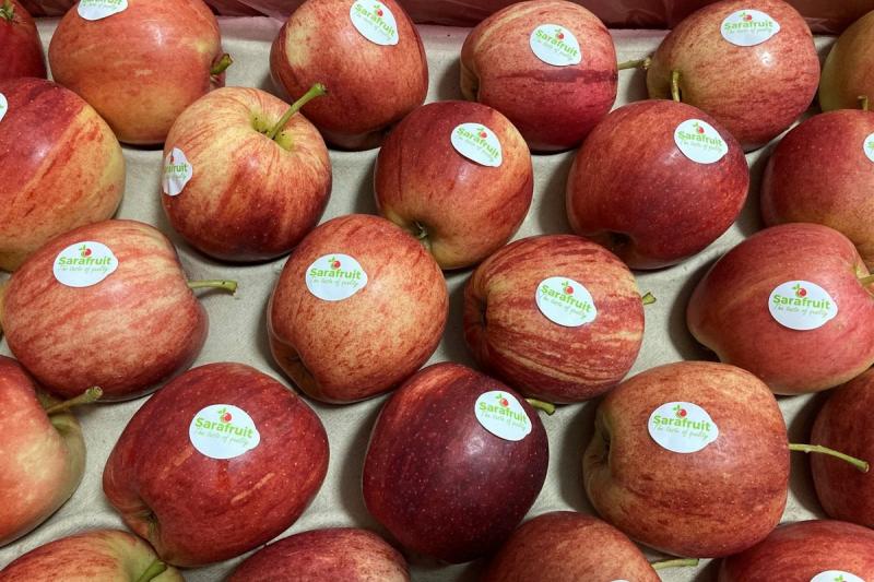 تجار التفاح البولنديون يواجهون تحديات كبيرة في تصدير منتجاتهم إلى مصر