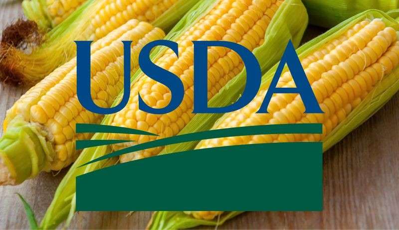 الزراعة الأمريكية ترفع توقعاتها لمحصول الذرة العالمي في العام 2024/25