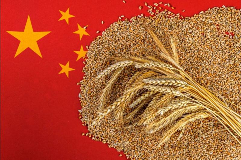 الصين تحقق محصولا وافرا من الحبوب الصيفية في عام 2024