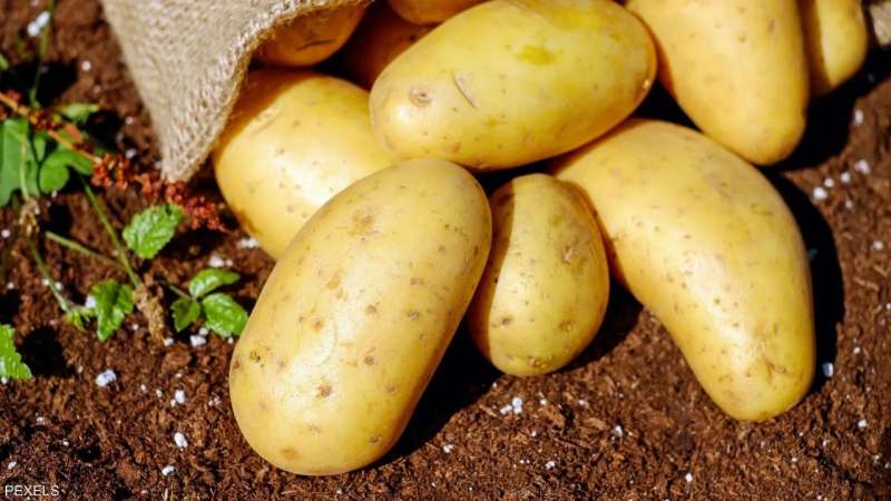 انخفاض أسعار البطاطس يغمر نيجيريا.. ولاية بلاتو تتصدر الإنتاج
