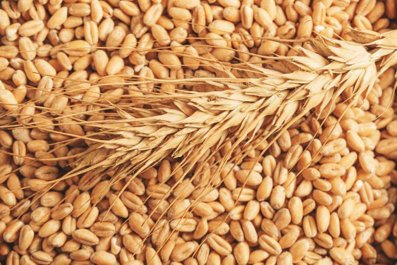 مصر تشتري 770 ألف طن من القمح