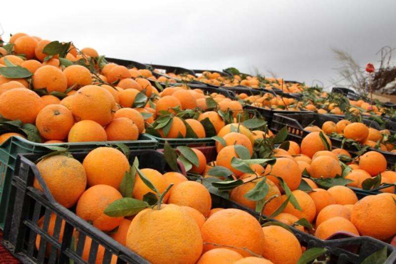 تراجع صادرات البرتقال المصري إلى جنوب شرق آسيا