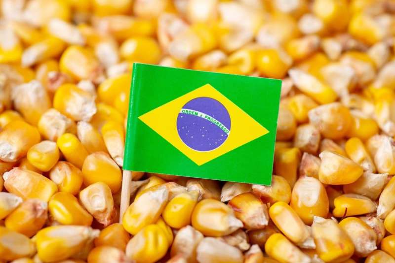 توقعات بتراجع إنتاج البرازيل من الحبوب في الموسم الحالي