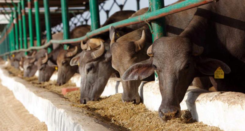 «الزراعة» تصدر 277 ترخيصاً في أسبوع لمشروعات الثروة الحيوانية والداجنة والعلفية