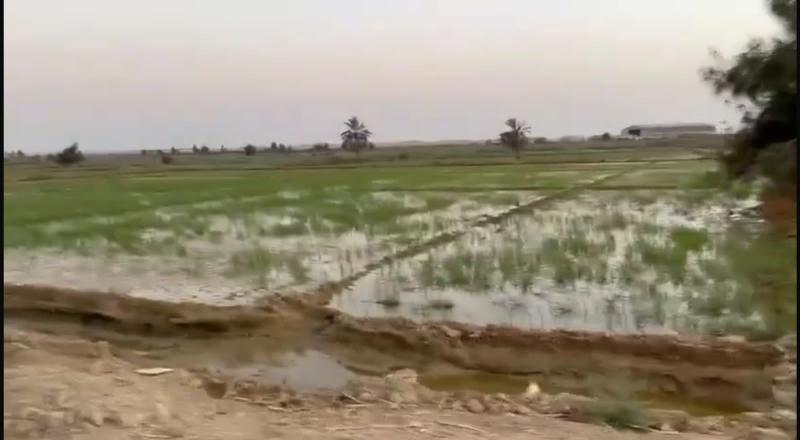 إلى وزير الزراعة: قطاع الإنتاج يزرع الأرز في الفيوم .. فيديو