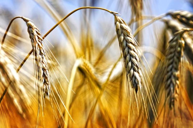أزمة القمح في فرنسا.. تدهور حاد يهدد الأمن الغذائي
