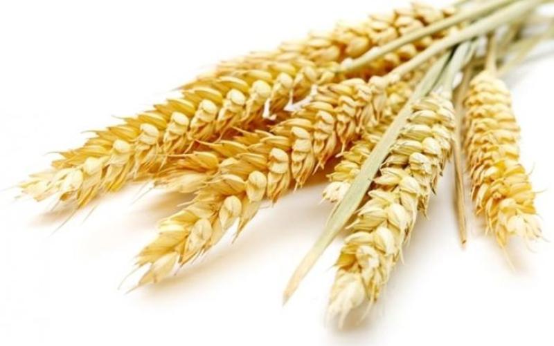 انتاج كازاخستان من الحبوب يصل إلى 15 مليون طن