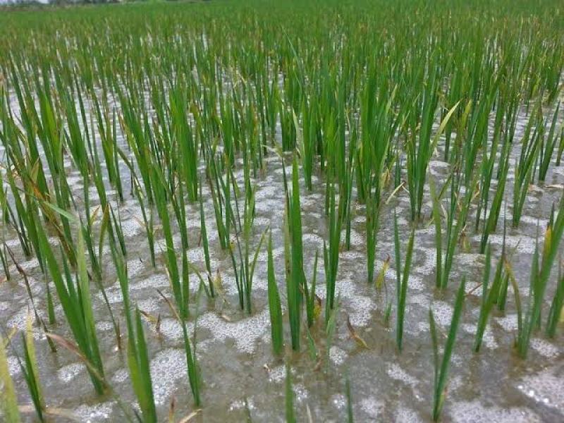 أستاذ محاصيل حقلية يكشف الدور الإيجابي للسيليكون على الأرز