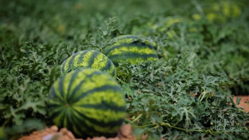 تراجع أسعار البطيخ في أوزبكستان.. يستخدم كعلف للماشية