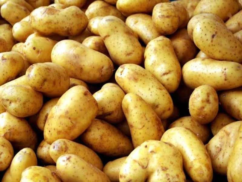 خسائر فادحة وأزمة مبكرة لسوق تقاوي البطاطس
