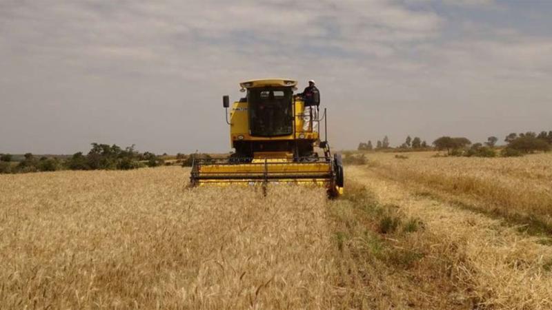 ارتفاع إنتاج القمح في قيرغيزستان بنسبة 56% عن العام السابق