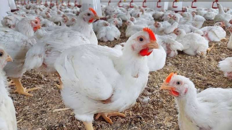 شعبة الدواجن توضح.. متى تتأثر أسعار الدواجن بالكتكوت الابيض؟