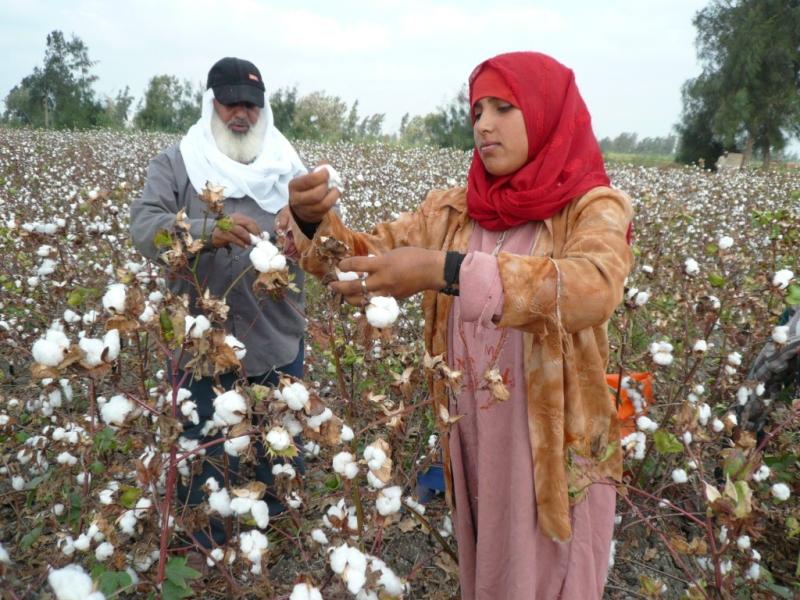 ملامح استعدادات منظومة تداول الأقطان للموسم الجديد 2024/2025