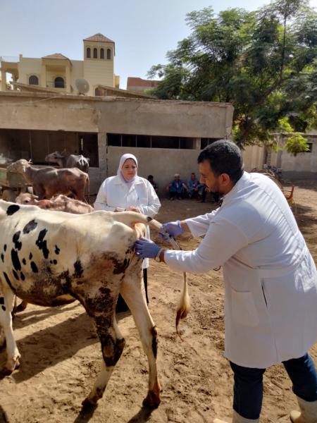 فحص أكثر من 5000 حيوان وماشية في قوافل بيطرية وإرشادية لمعهد بحوث الصحة الحيوانية في 7 محافظات