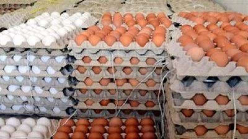 تراجع سعر كرتونة البيض  اليوم الخميس 24 - 10 - 2024