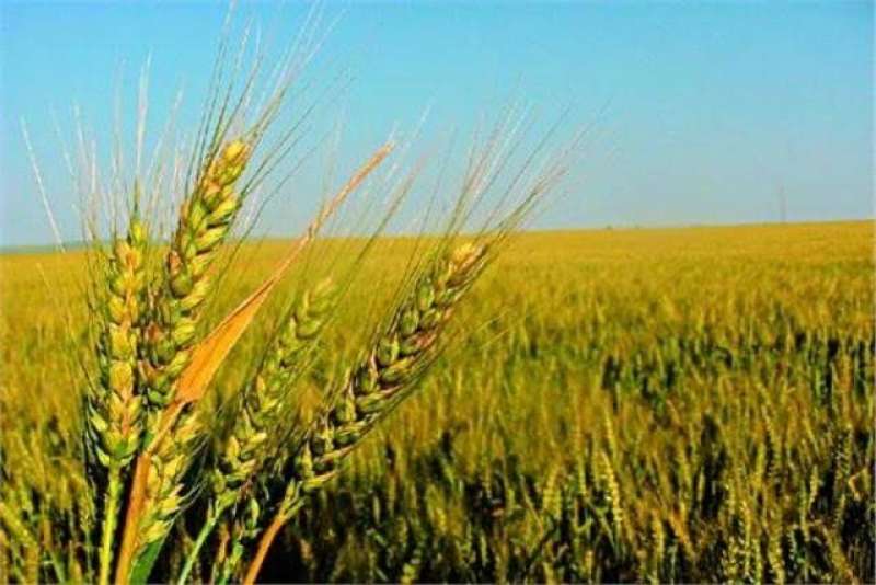 العفير أم الخضير.. أنسب طريقة لزراعة القمح ؟