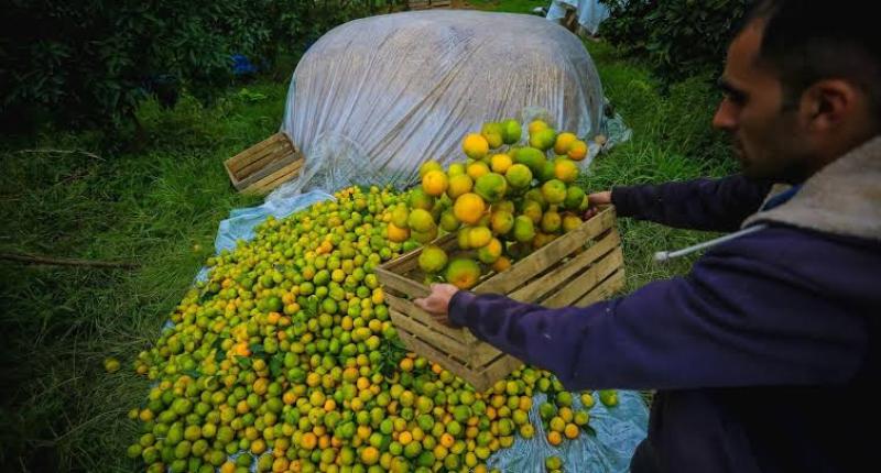 تصدير المركزات أفضل من هدر موالح مصر في الخارج