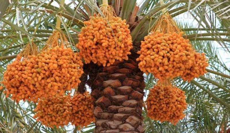 توجيه هام لمزارعي نخيل البلح بعد وصول مصر للمرتبة الأولى عالميًا