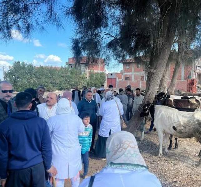 فحص عدد ضخم من رؤوس الماشية..  قافلة بيطرية مجانية بالشرقية