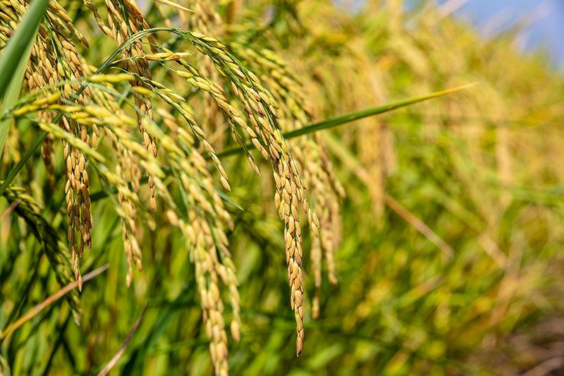 كوريا الجنوبية تواجه انخفاضا في إنتاج الأرز وسط تحديات مناخية وآفات زراعية