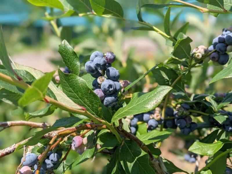 المغرب يعزز مكانته في سوق التوت بسنغافورة وماليزيا رغم المنافسة المتزايدة