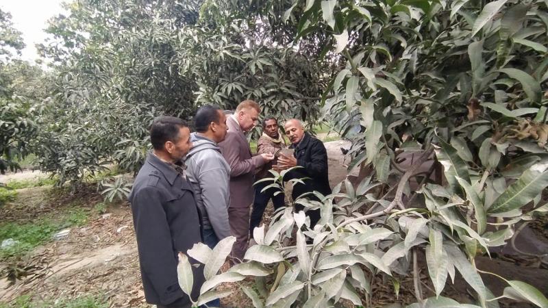 الزراعة تستعد لموسم الجراد وتطمئن مزارعي المانجو مع بدء موسم التزهير