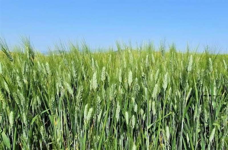 الزراعة تعلن إنتهاء الموجه الباردة وتحذر من ري القمح في هذه الأوقات
