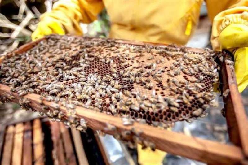 لإنشاء منحل.. قواعد واشتراطات نجاح المشروع