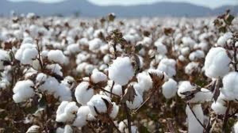 مزارعي القطن يستغيثون برئيس الوزراء بعد تأخر سداد قيمة مستحقاتهم