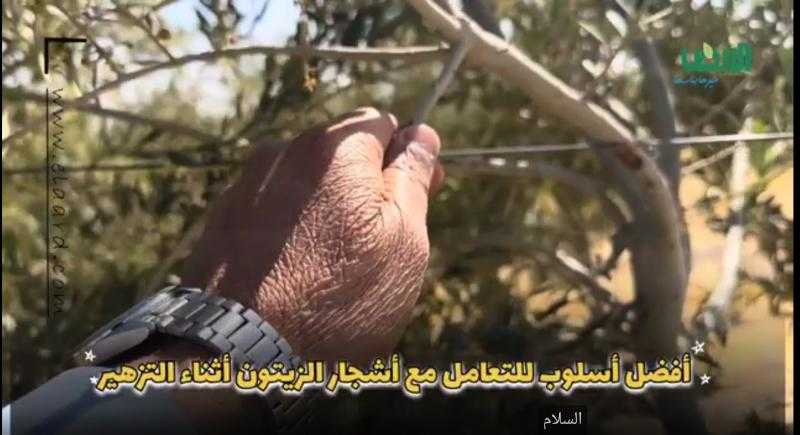 3 رشات لضمان أفضل إنتاج لأشجار الزيتون.. فيديو