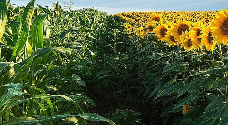 أوكرانيا تعيد توزيع الأراضي الزراعية.. تراجع الحبوب وازدهار للبذور الزيتية