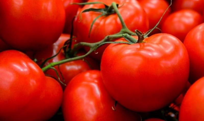 الطماطم المغربية تحقق رقما قياسيا في النرويج