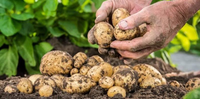 هل تتحول بطاطس هذا الموسم إلى عبء اقتصادي على المزارعين؟