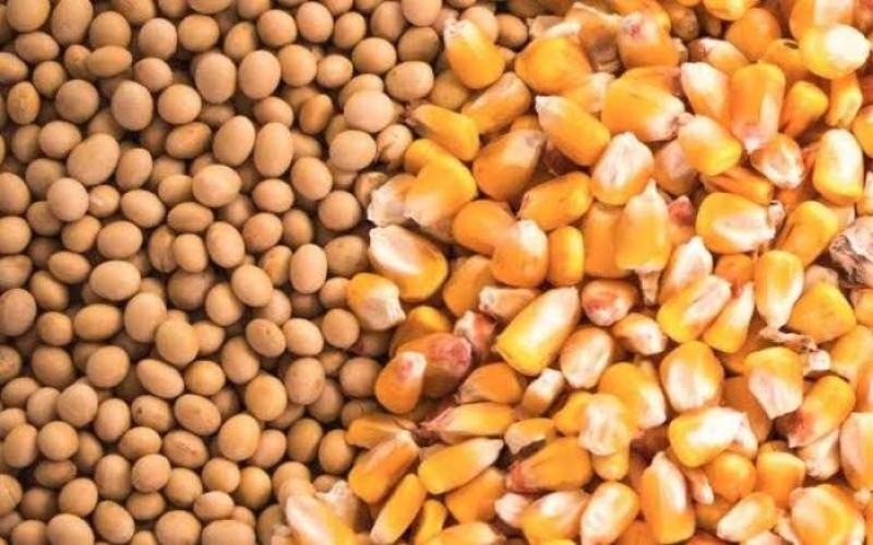 أسعار خامات الأعلاف.. الذرة تهبط مجدداً وتكسر حاجز الـ 14 ألف جنيه