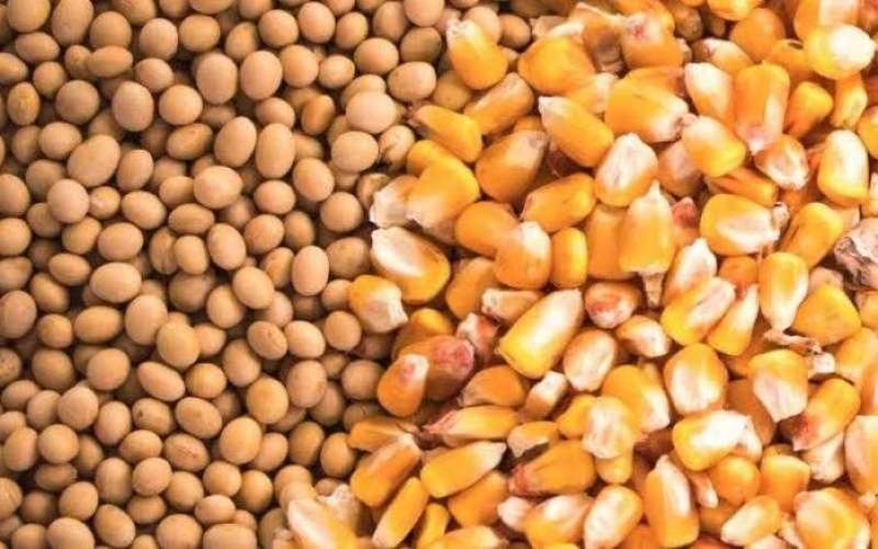 أسعار خامات الأعلاف.. الذرة تهبط مجدداً وتكسر حاجز الـ 14 ألف جنيه